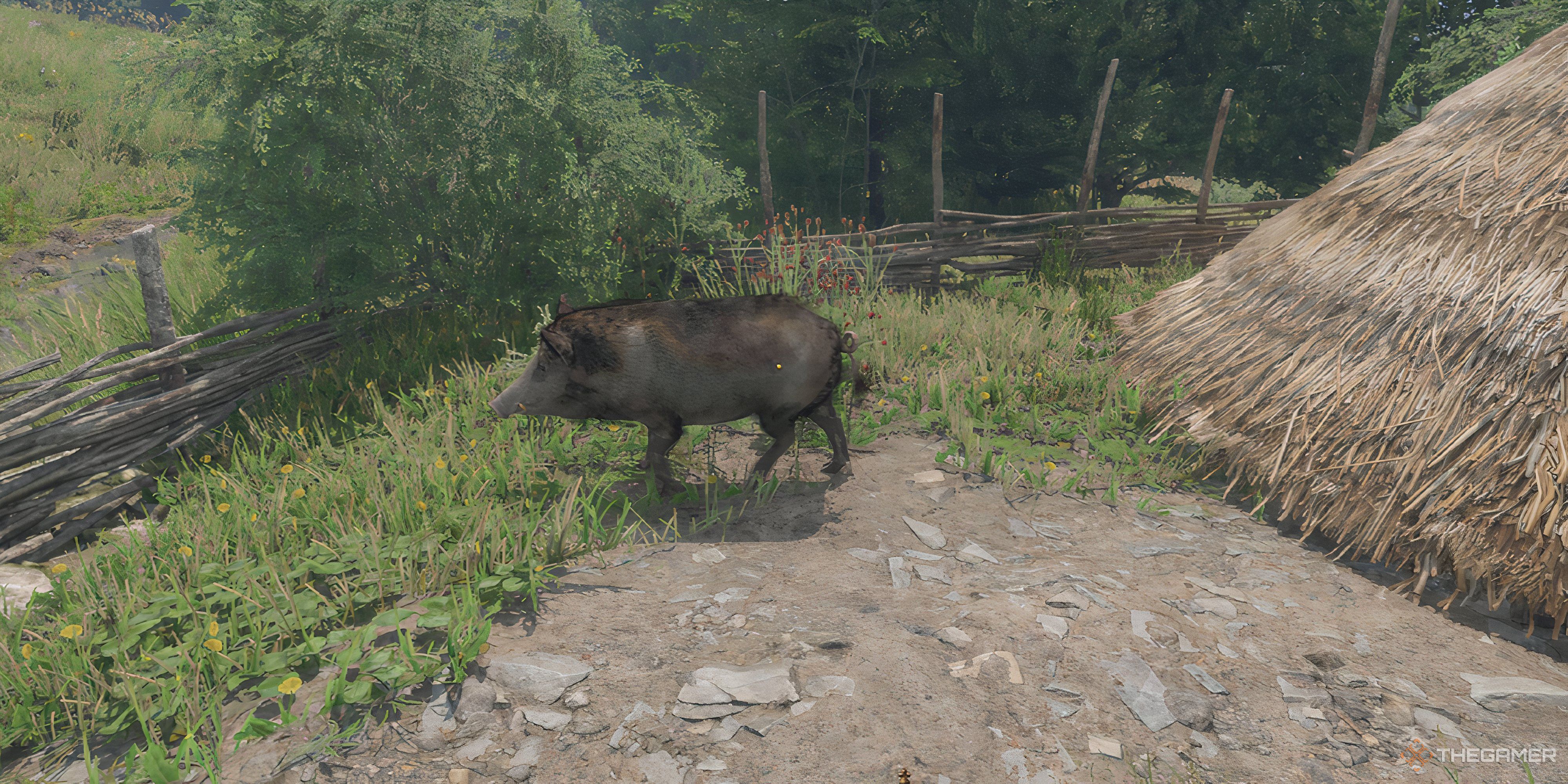 A pig in Kingdom Come: Deliverance 2.