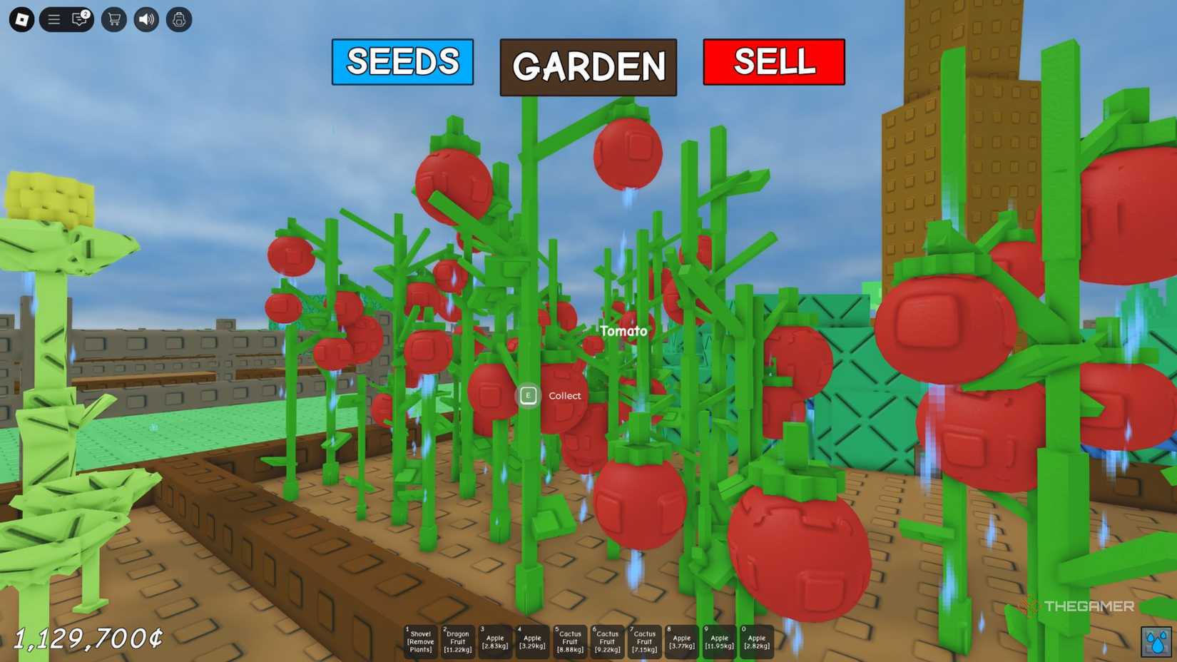 The player character shows his garden full of wet tomatoes in Grow A Garden.