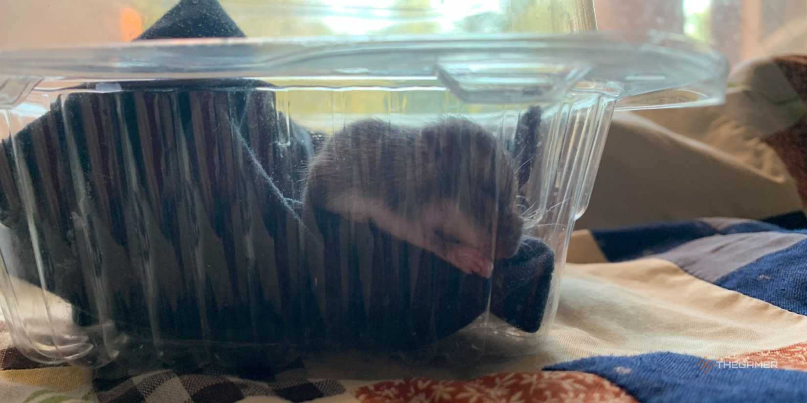 The baby mouse is sitting at home on the heating pad.