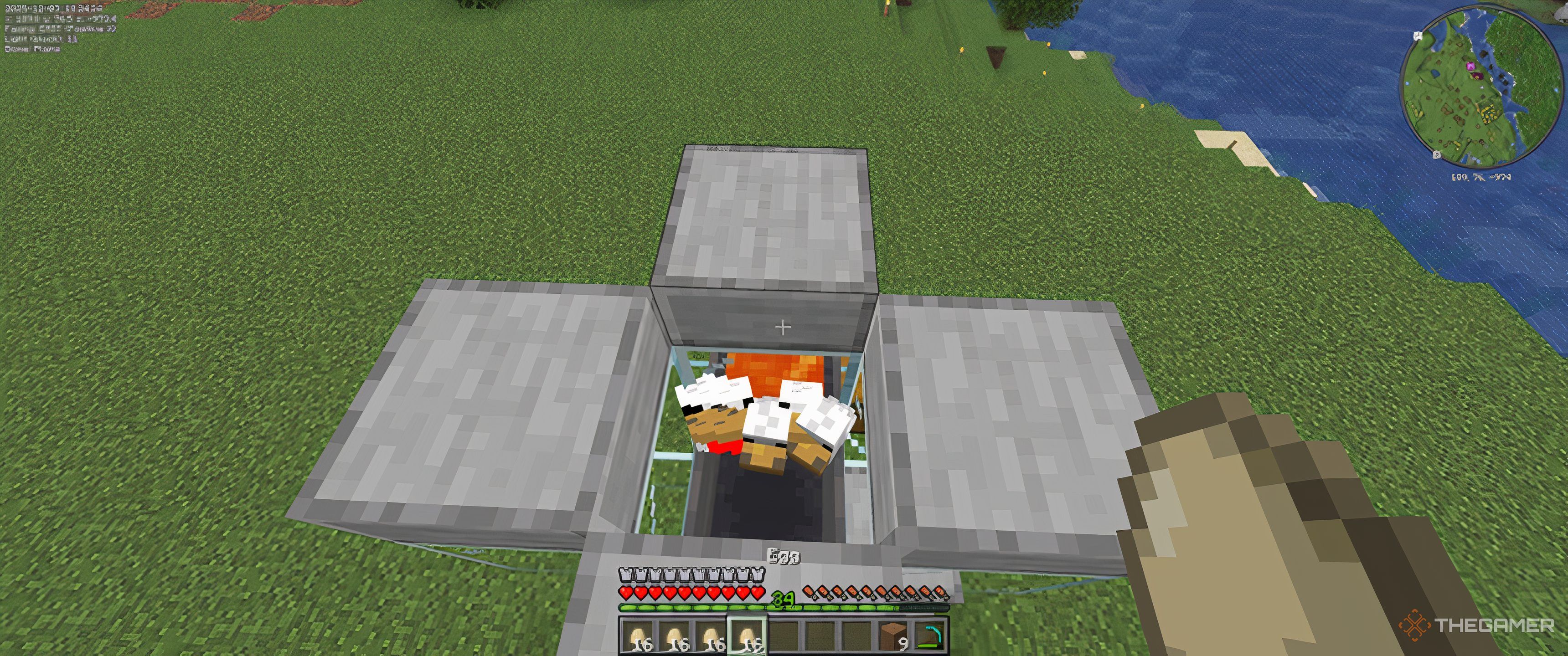Adding chickens into the automatic chicken farm in minecraft.