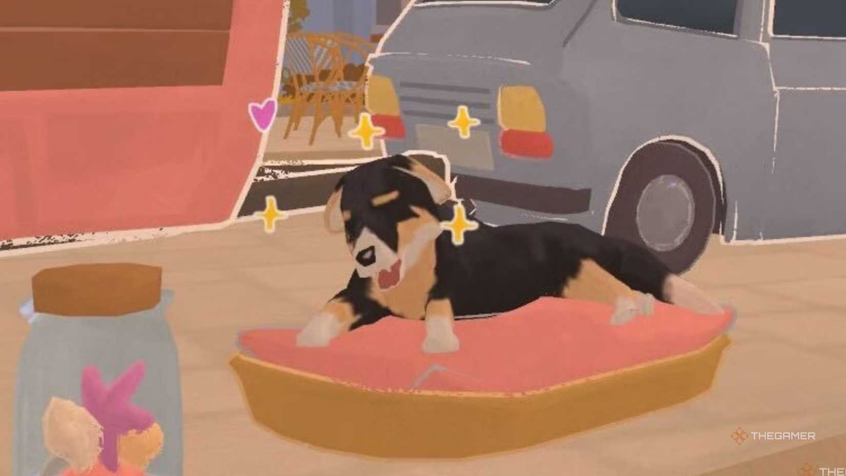 A dog on a blanket at Tiny Bookstore.