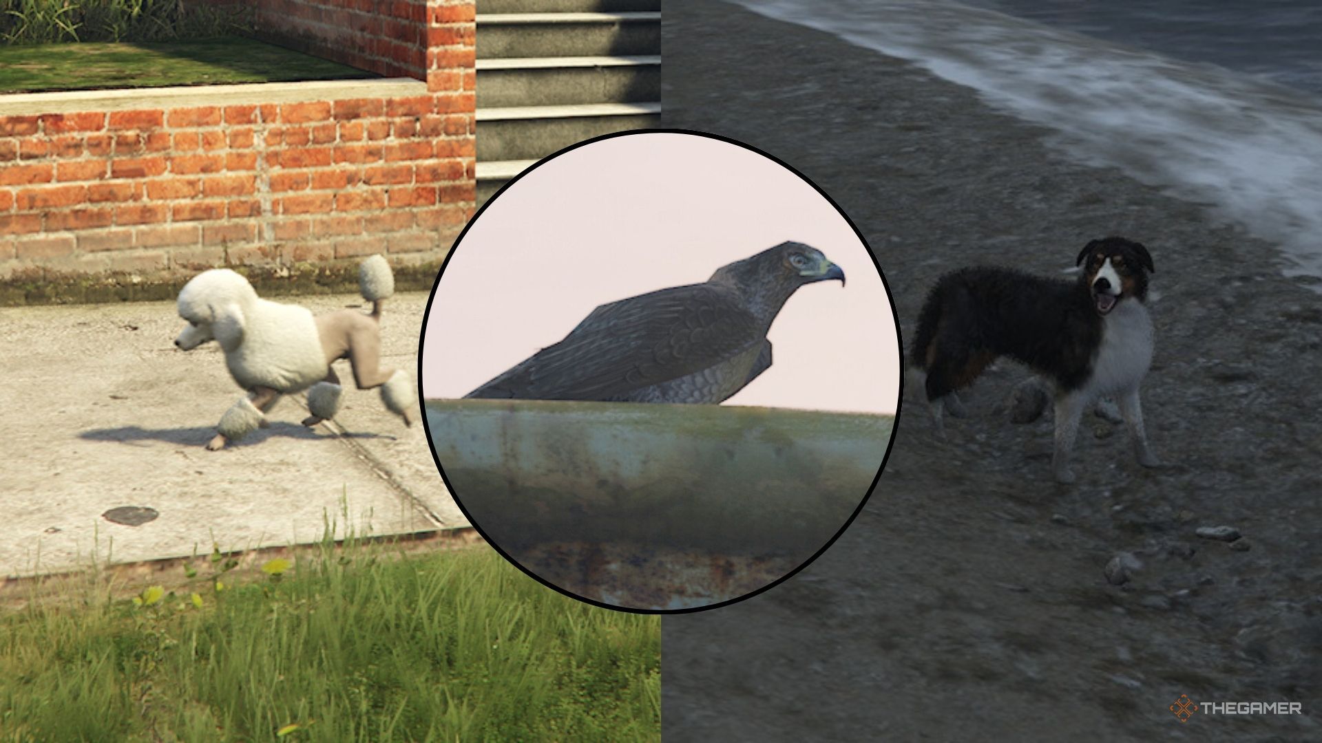 Descubra onde encontrar cada tipo de animal em GTA Online