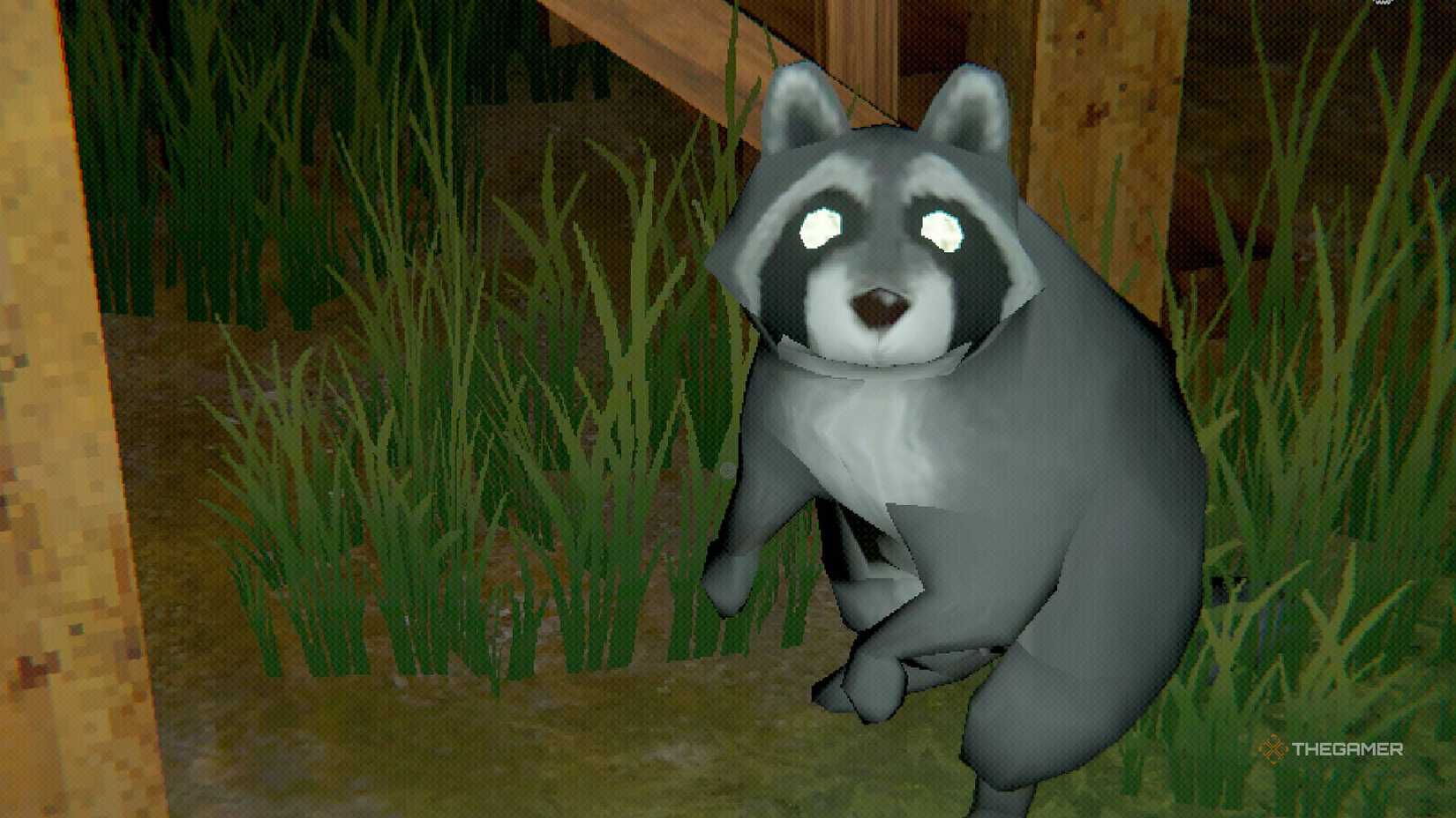 Creature Kitchen, raccoon