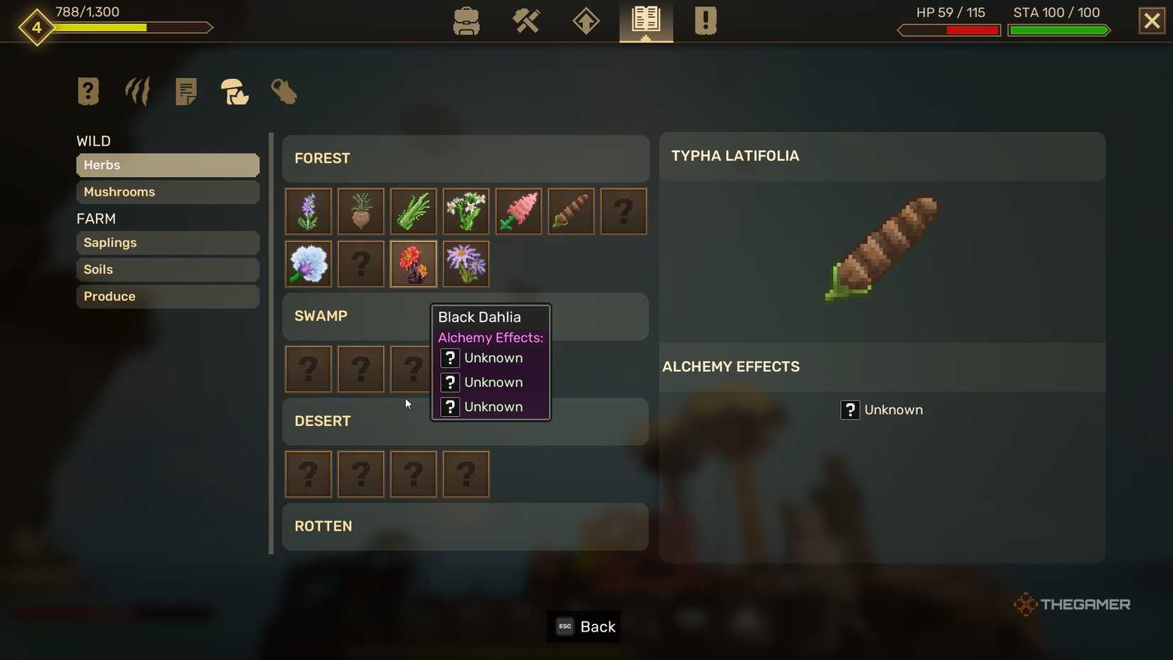 Info on Cat Tails in Everwind.