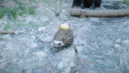 A hedgehog holding a Golden Apple in the Crimson Desert.