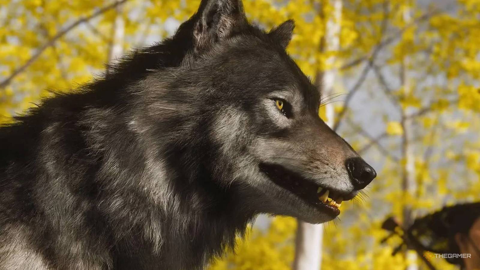 Ghost Of Yotei Scene Wolf-Petting Scenes Were Filmed Quite Strangely