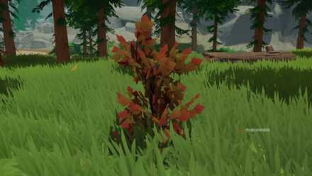 There is a red fiber bush in the wild on the outskirts.