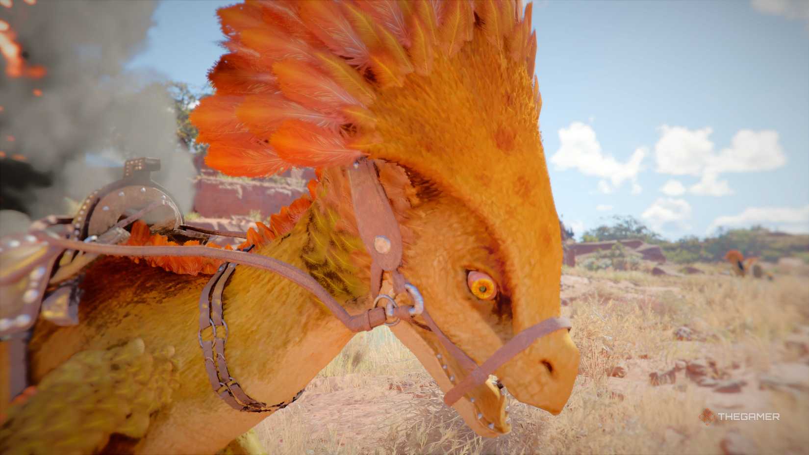 Raptor close up in crimson desert.